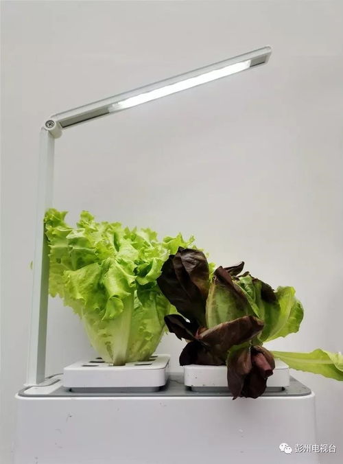 菜博会上的“黑科技” 智能眼镜，你绝对没见过的新宠！